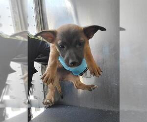 Mutt Dogs for adoption in San Antonio, TX, USA