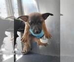 Small Mutt