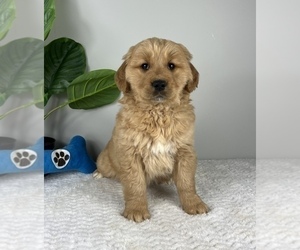 Golden Retriever Puppy for sale in FRANKLIN, IN, USA