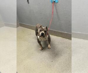 American Pit Bull Terrier-Unknown Mix Dogs for adoption in Las Vegas, NV, USA