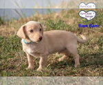 Small #3 Chiweenie