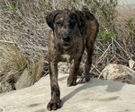 Small Photo #26 Boxer-Poodle (Standard) Mix Puppy For Sale in WEST POINT, VA, USA