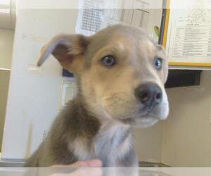 American Pit Bull Terrier-Unknown Mix Dogs for adoption in Sacramento, CA, USA