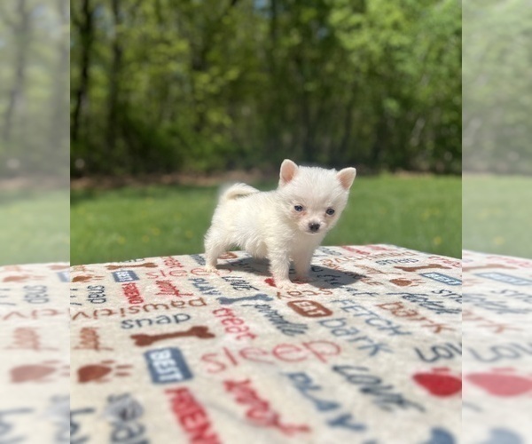 Medium Photo #15 Pomsky Puppy For Sale in DRACUT, MA, USA