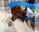Puppy Rosie Goldendoodle
