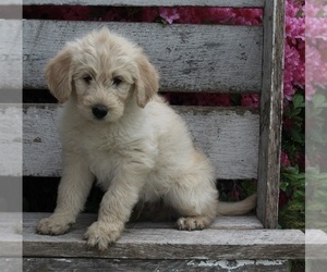 Poodle (Standard)-Siberian Husky Mix Puppy for sale in FREDERICKSBURG, OH, USA