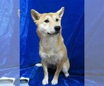 Small Photo #2 Shiba Inu Puppy For Sale in HARTVILLE, MO, USA