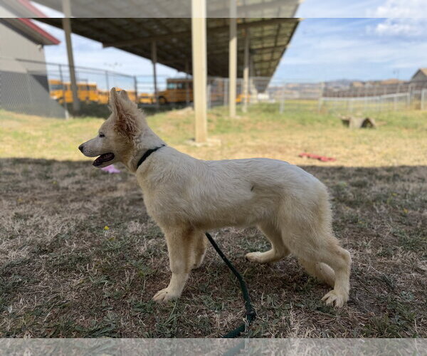 Medium Photo #2 - Mix Puppy For Sale in Phoenix, AZ, USA