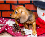 Small #9 Dachshund