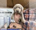Puppy 9 Labrador Retriever