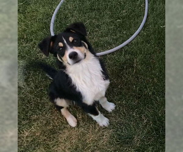 Medium Photo #3 Shollie Puppy For Sale in Sandy, UT, USA