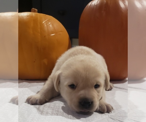 Medium Photo #26 Labrador Retriever Puppy For Sale in OLYMPIA, WA, USA