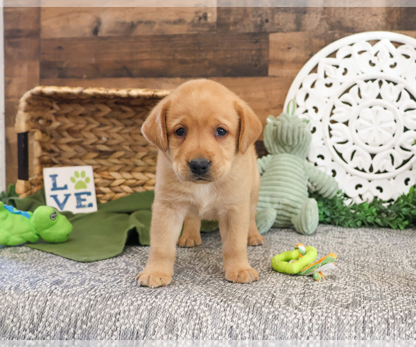 Medium Photo #4 Labrador Retriever Puppy For Sale in SYRACUSE, IN, USA