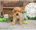 Small #3 Labrador Retriever