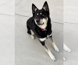 Raya - Female Australian Shepherd-Unknown Mix Dog for Adoption - Photo #2