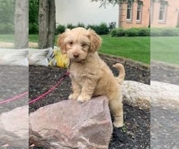 Medium Photo #1 Goldendoodle Puppy For Sale in WESTERVILLE, OH, USA