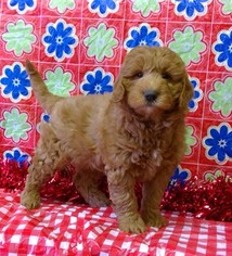 Goldendoodle (Miniature) Puppy for sale in CONOWINGO, MD, USA