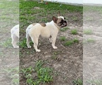 Small Photo #9 French Bulldog Puppy For Sale in KATY, TX, USA