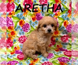Cavapoo Puppy for sale in HARTLAND, MN, USA