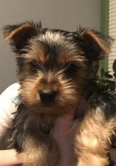 Yorkshire Terrier Puppy for sale in NORMAN, OK, USA