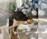 Small #2 American Bully