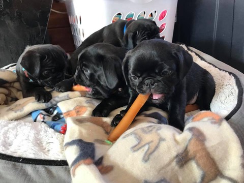 Medium Photo #1 Pug Puppy For Sale in DUNKIRK, NY, USA