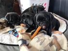 Small Photo #1 Pug Puppy For Sale in DUNKIRK, NY, USA