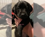 Small Photo #4 Golden Labrador Puppy For Sale in MUSKEGON, MI, USA