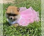 Small #10 Pomeranian