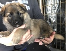 Small Photo #1 German Shepherd Dog Puppy For Sale in NEW BRAUNFELS, TX, USA