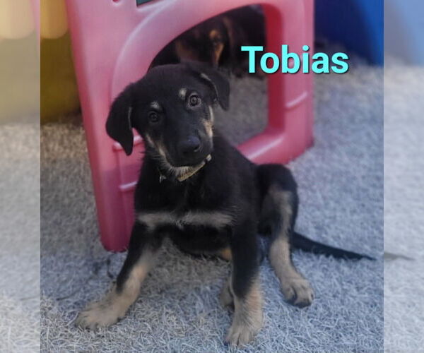 Medium Photo #1 German Shepherd Dog-Weimaraner Mix Puppy For Sale in Des Moines, IA, USA