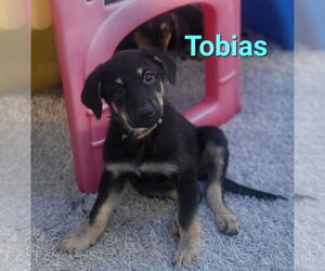 German Shepherd Dog-Weimaraner Mix Dogs for adoption in Des Moines, IA, USA