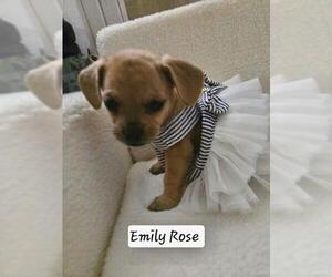 French Bull Weiner Dogs for adoption in Los Angeles, CA, USA