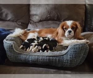 Mother of the Cavalier King Charles Spaniel puppies born on 01/25/2024