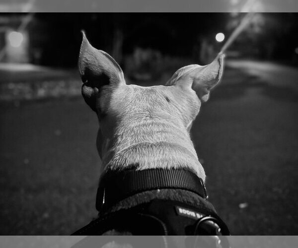 Medium Photo #4 Mutt Puppy For Sale in Rockville, MD, USA