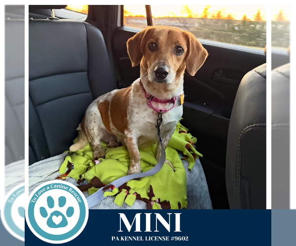 Medium Photo #4 Beagle-Unknown Mix Puppy For Sale in Kimberton, PA, USA