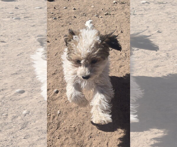 Medium Photo #1 Shih-Poo Puppy For Sale in Peralta, NM, USA