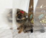 Small Pomeranian