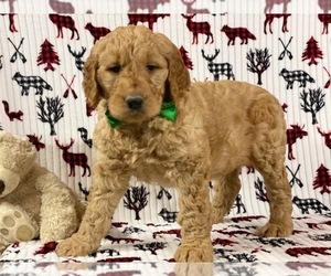 Goldendoodle Puppy for sale in LANCASTER, PA, USA