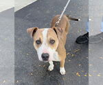 Small American Pit Bull Terrier-Beagle Mix