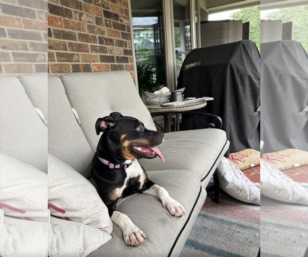 Medium Photo #8 Rat Terrier-Unknown Mix Puppy For Sale in Euless, TX, USA