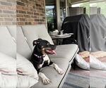 Small #7 Rat Terrier Mix