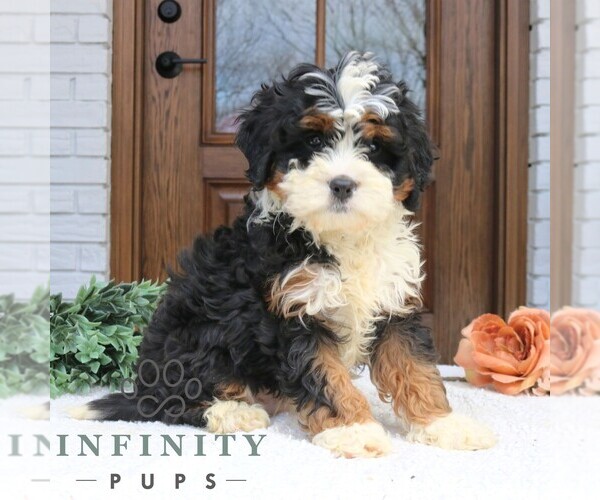 Medium Photo #1 Cavapoo (Miniature) Puppy For Sale in NARVON, PA, USA