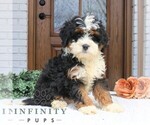 Small Cavapoo (Miniature)