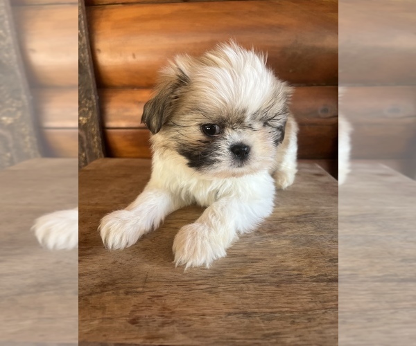 Medium Photo #7 Shiranian Puppy For Sale in SAINT AUGUSTINE, FL, USA