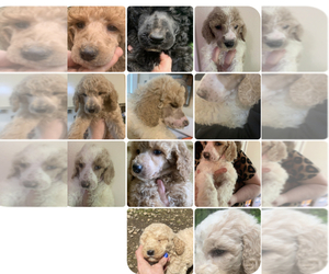 Poodle (Standard) Puppy for sale in VENETA, OR, USA
