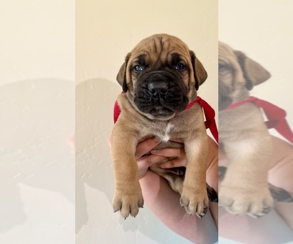Medium Photo #21 Boerboel Puppy For Sale in COMMERCE, TX, USA