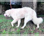 Small #5 Great Pyrenees