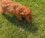 Small Photo #91 Irish Doodle Puppy For Sale in GOSHEN, IN, USA