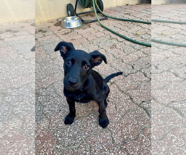 Medium Photo #6 Labrador Retriever-Unknown Mix Puppy For Sale in Hillsboro, MO, USA